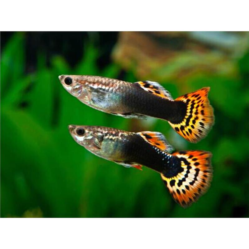 Guppy Poecilia ret. male red king cobra - imagine 3